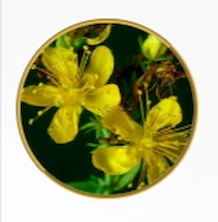 Bacopa Monnieri