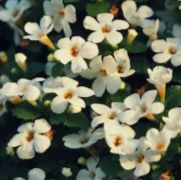 Bacopa Monnieri