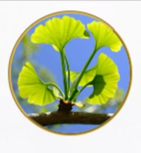 Ginkgo Biloba Leaf