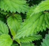 Nettle Root