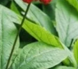 Panax Ginseng