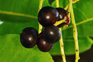 gorilla cherry