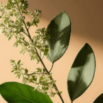 Boswellia