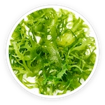 Chlorella