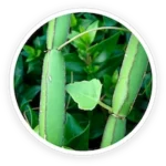 Cissus Quadrangularis