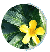 Damiana