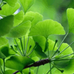 Ginkgo Leaf
