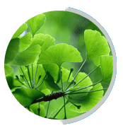 Ginkgo