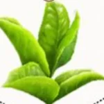 Green Tea Leaf