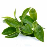 Green Tea Leaf Extract