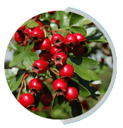 Hawthorn