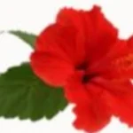 Hibiscus Flower