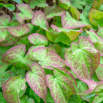 Horny Goat Weed