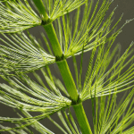 Horsetail Extract