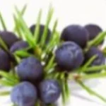 Juniper Berry