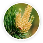 Pine Pollen Extract