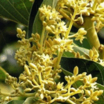 Saw Palmetto Extract