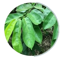 Soursop