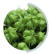 Tribulus