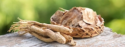 panax-ginseng
